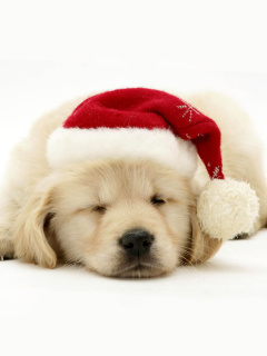 Screenshot №1 pro téma Christmas Dog 240x320