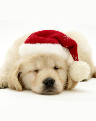 Christmas Dog - Obrázkek zdarma pro iPhone 4