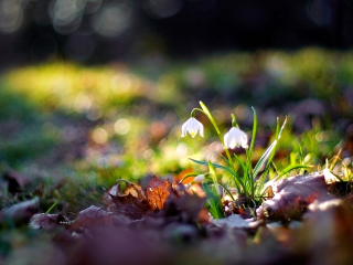 Fondo de pantalla White Bellflowers And Beautiful Bokeh 320x240