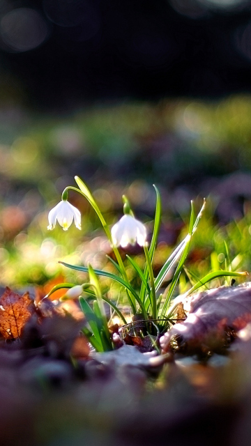 Screenshot №1 pro téma White Bellflowers And Beautiful Bokeh 360x640