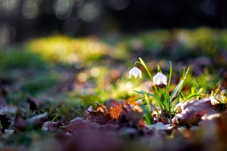 Screenshot №1 pro téma White Bellflowers And Beautiful Bokeh