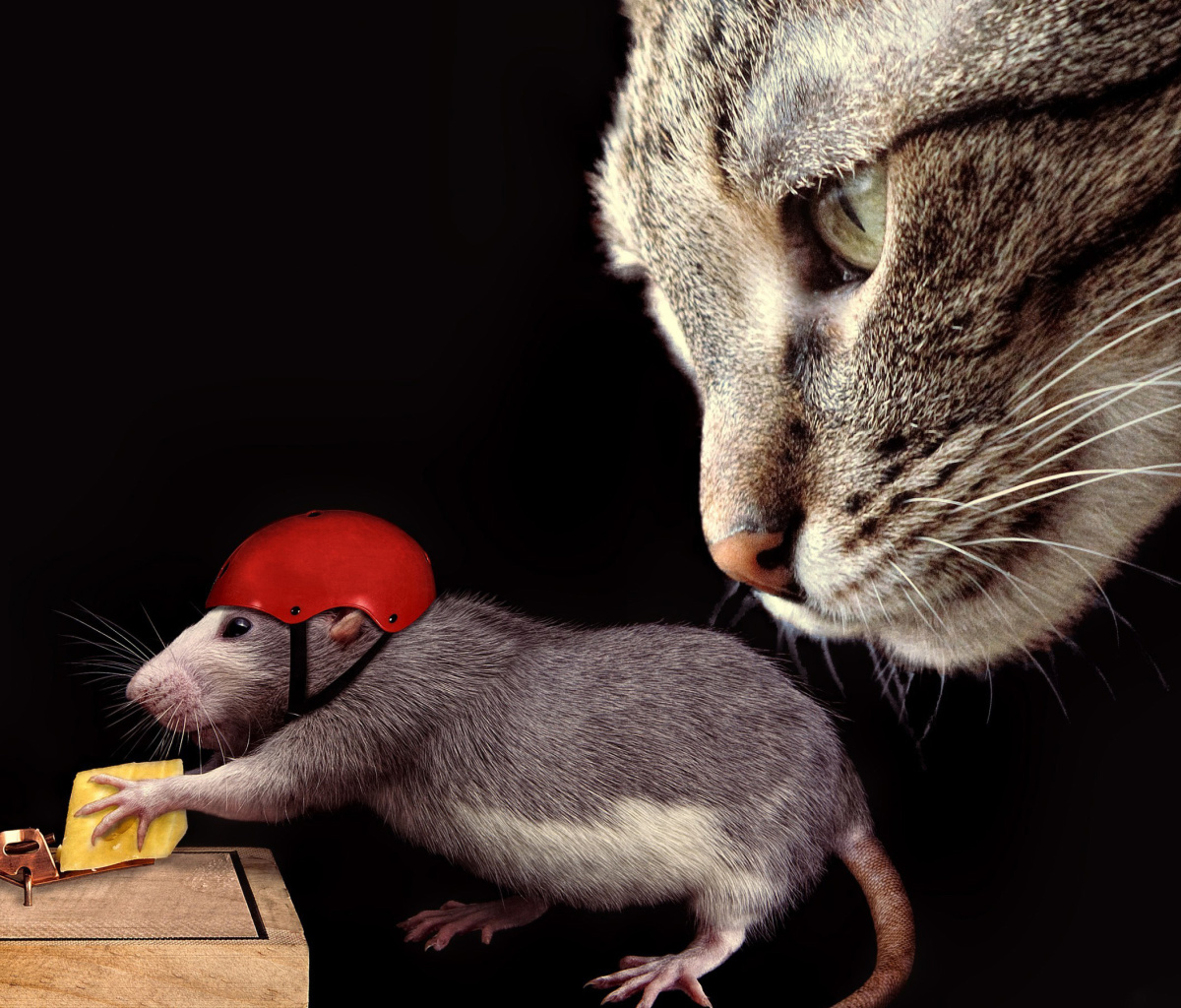Обои Cat, mouse and mousetrap 1200x1024