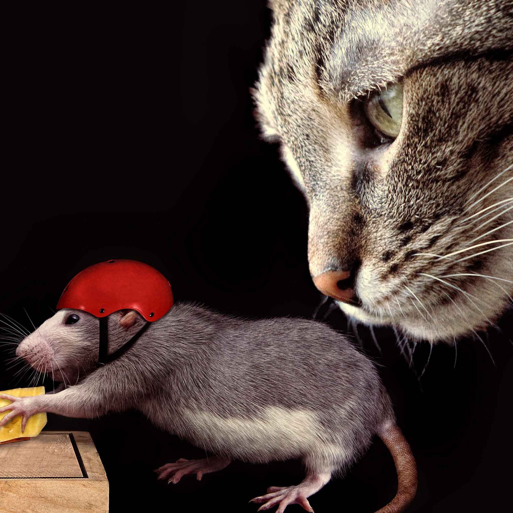 Das Cat, mouse and mousetrap Wallpaper 2048x2048
