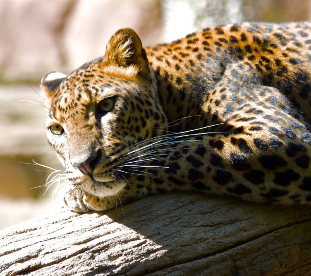 Leopard Resting wallpaper 1080x960