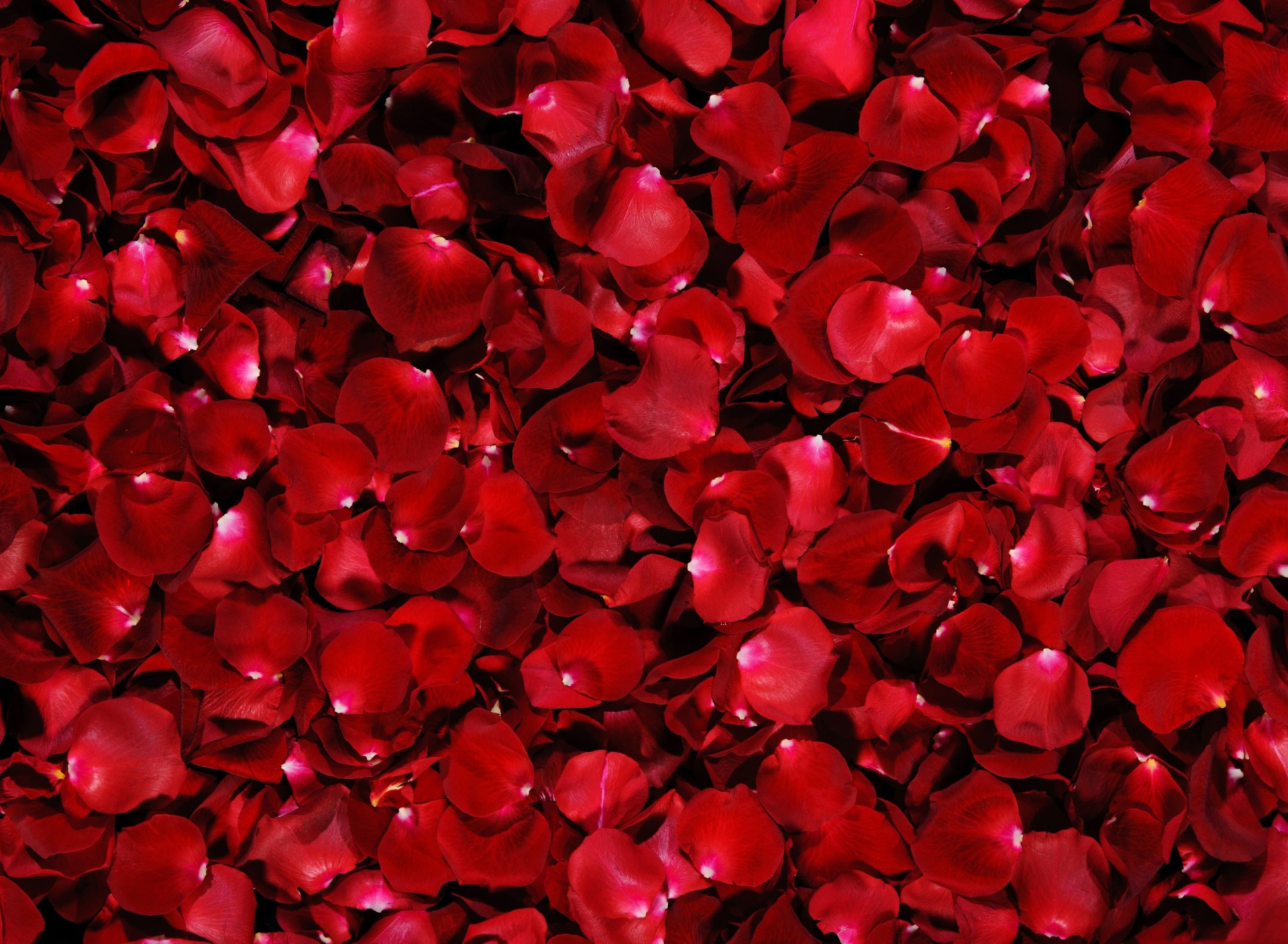 Red Rose Petals screenshot #1 1920x1408