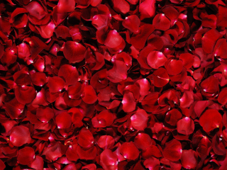 Red Rose Petals screenshot #1 320x240