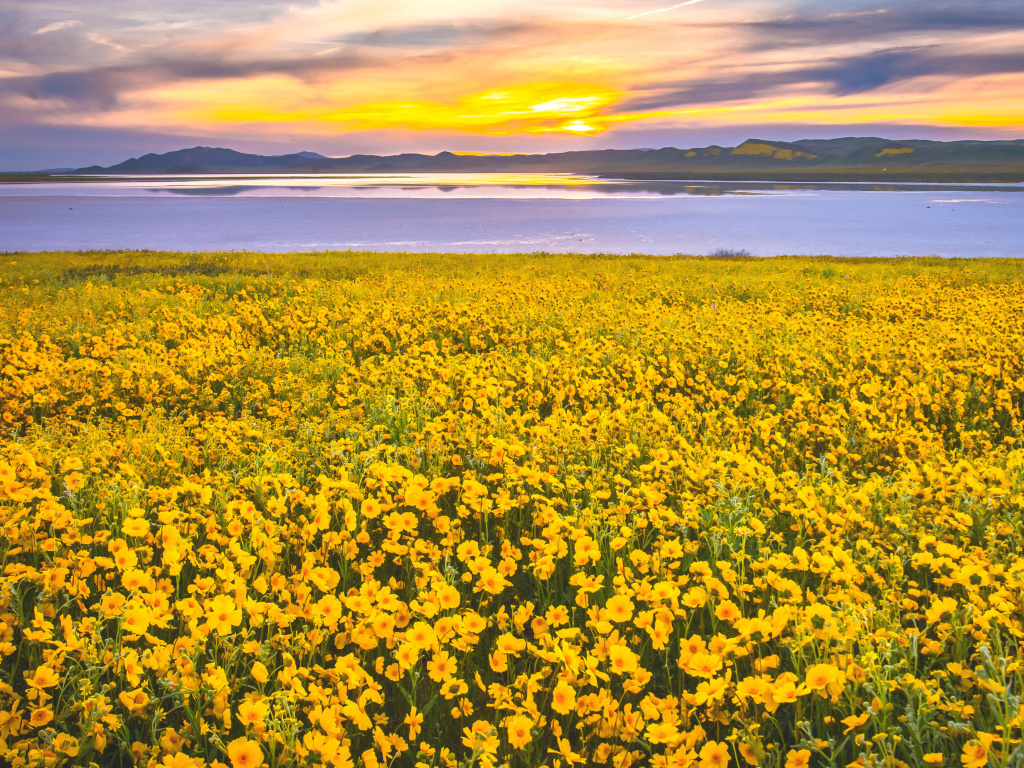 Sfondi Yellow Wildflower 1024x768