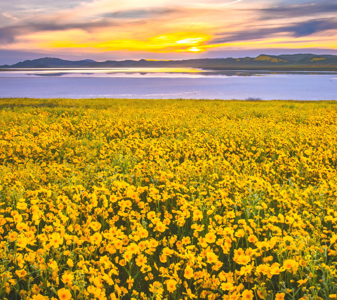 Yellow Wildflower wallpaper 1080x960