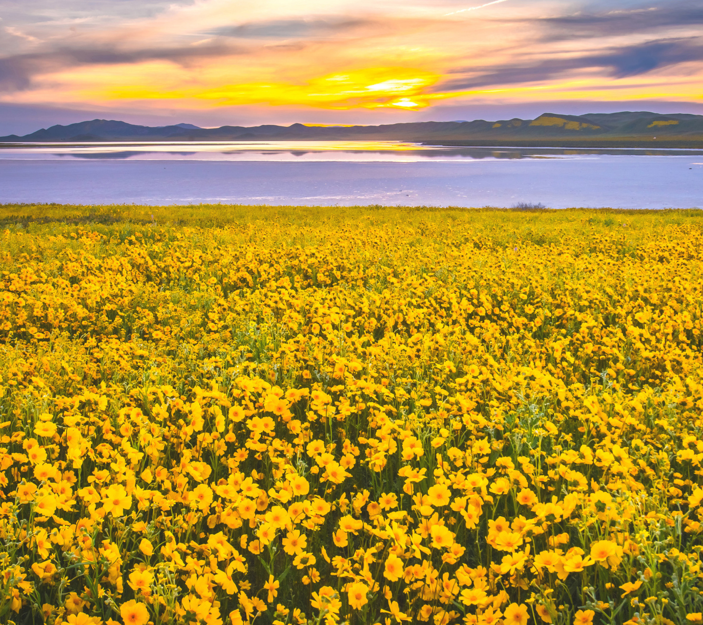 Yellow Wildflower wallpaper 1440x1280