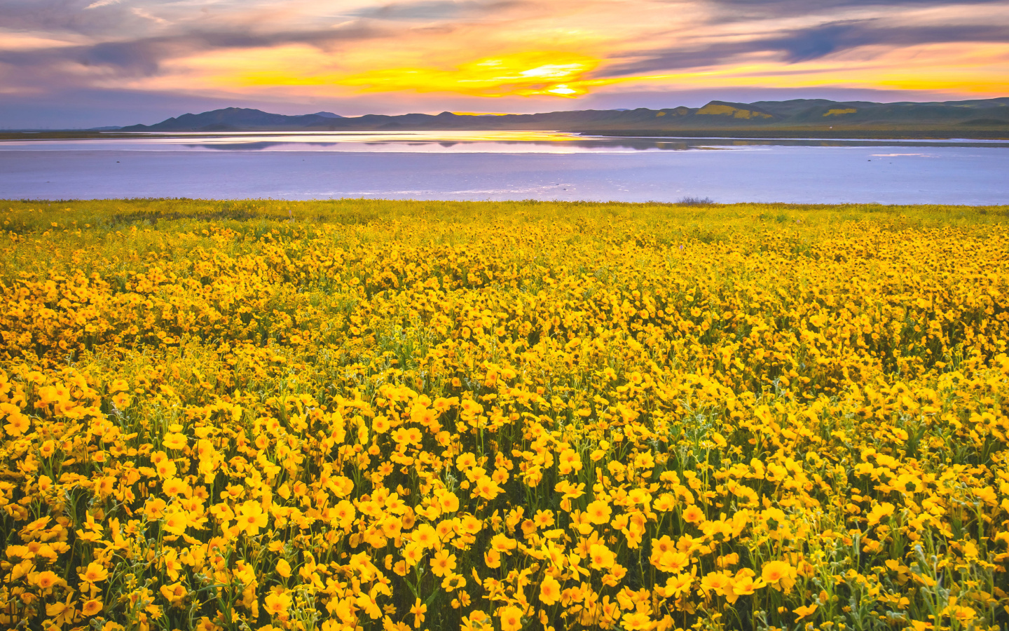 Обои Yellow Wildflower 1440x900
