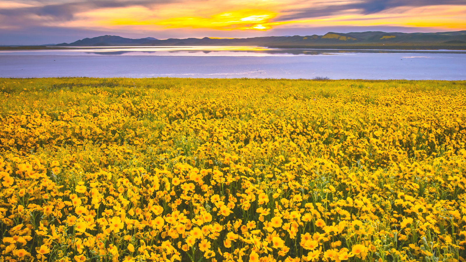 Yellow Wildflower wallpaper 1600x900