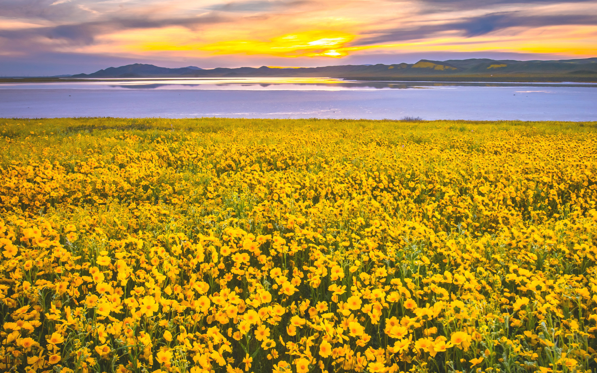 Fondo de pantalla Yellow Wildflower 1920x1200