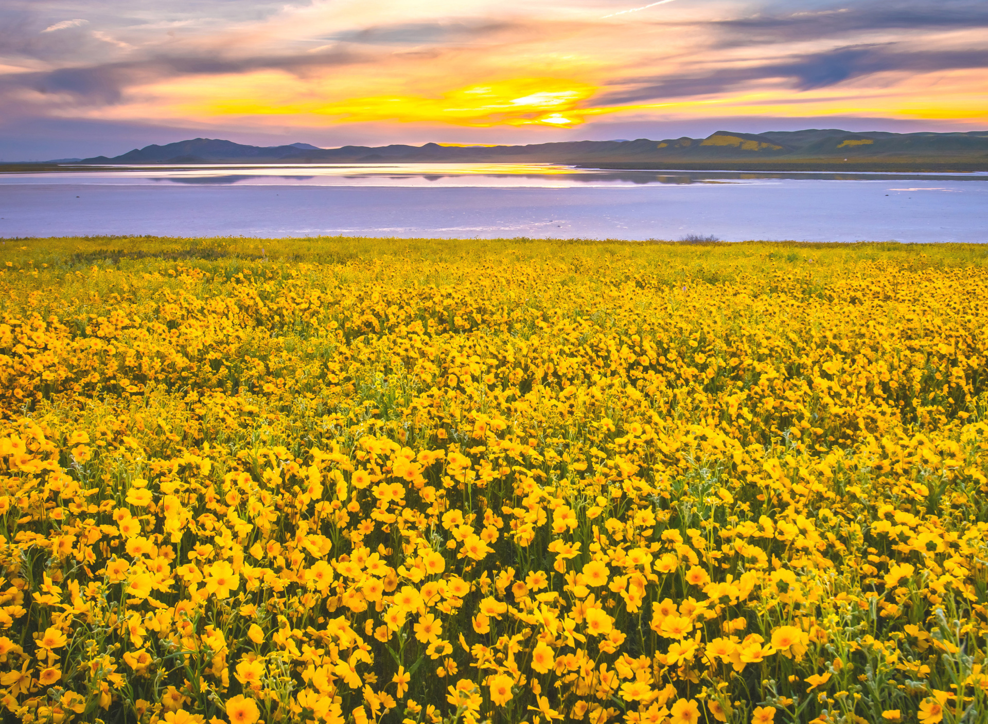 Yellow Wildflower wallpaper 1920x1408