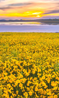 Das Yellow Wildflower Wallpaper 240x400