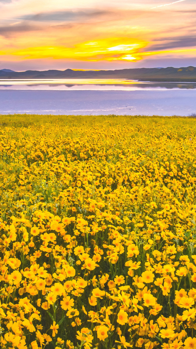 Das Yellow Wildflower Wallpaper 640x1136