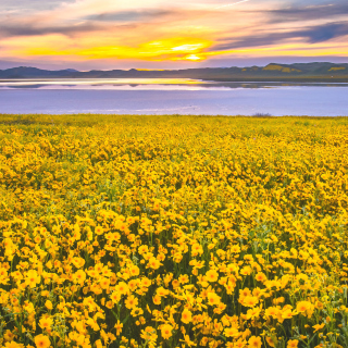 Yellow Wildflower papel de parede para celular para iPad Air