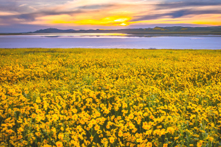 Yellow Wildflower Background for Android, iPhone and iPad