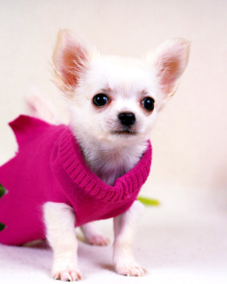 Great Chihuahua - Obrázkek zdarma pro iPhone 5