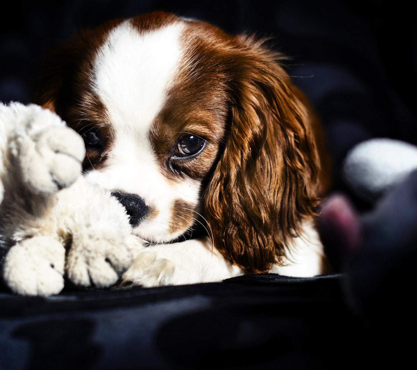 Fondo de pantalla Cute Sad Puppy 1440x1280
