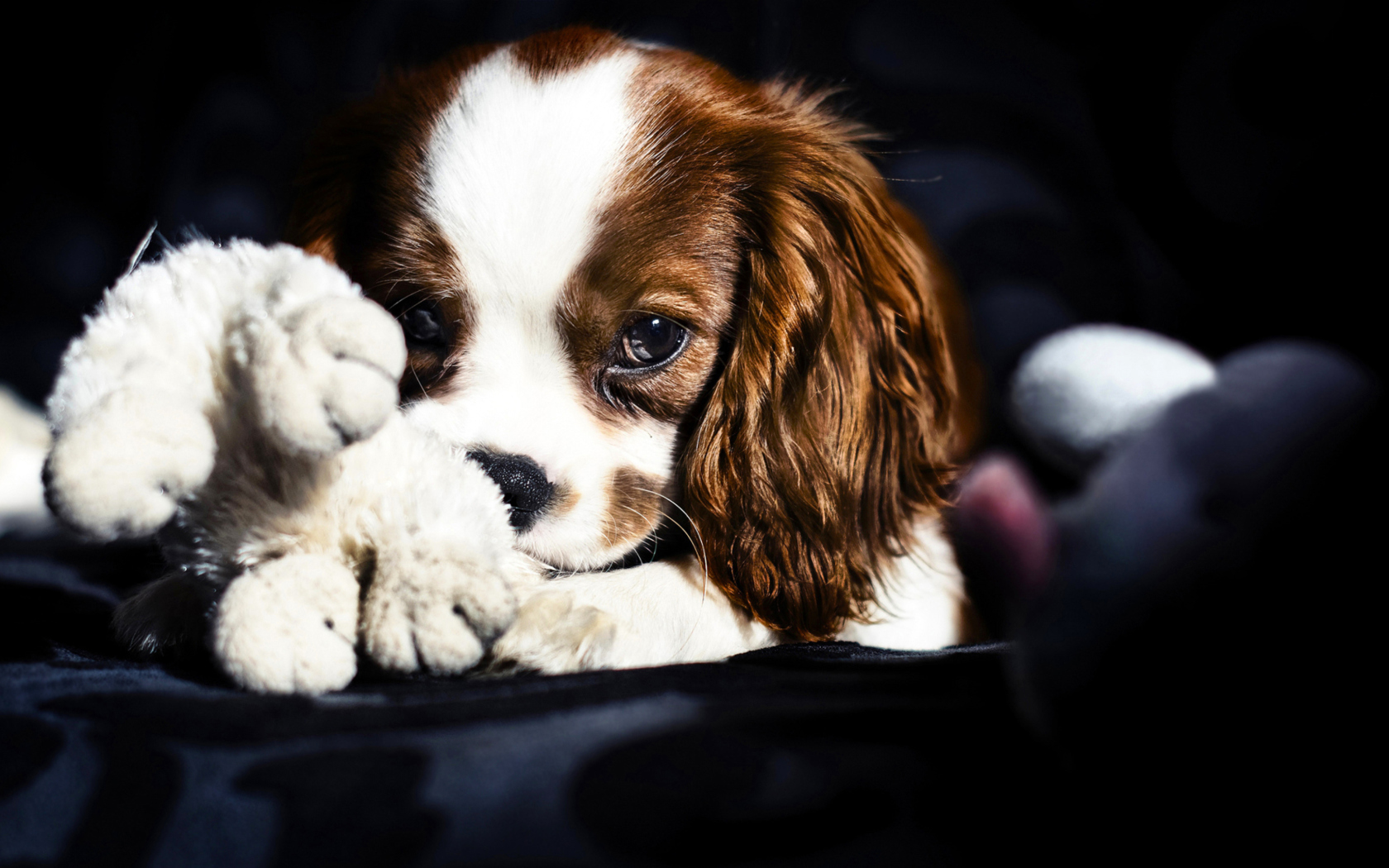 Fondo de pantalla Cute Sad Puppy 1680x1050