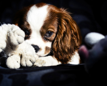 Fondo de pantalla Cute Sad Puppy 220x176
