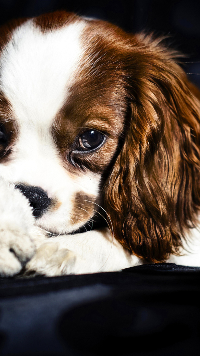 Fondo de pantalla Cute Sad Puppy 640x1136