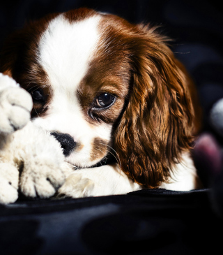 Cute Sad Puppy - Obrázkek zdarma pro 240x320
