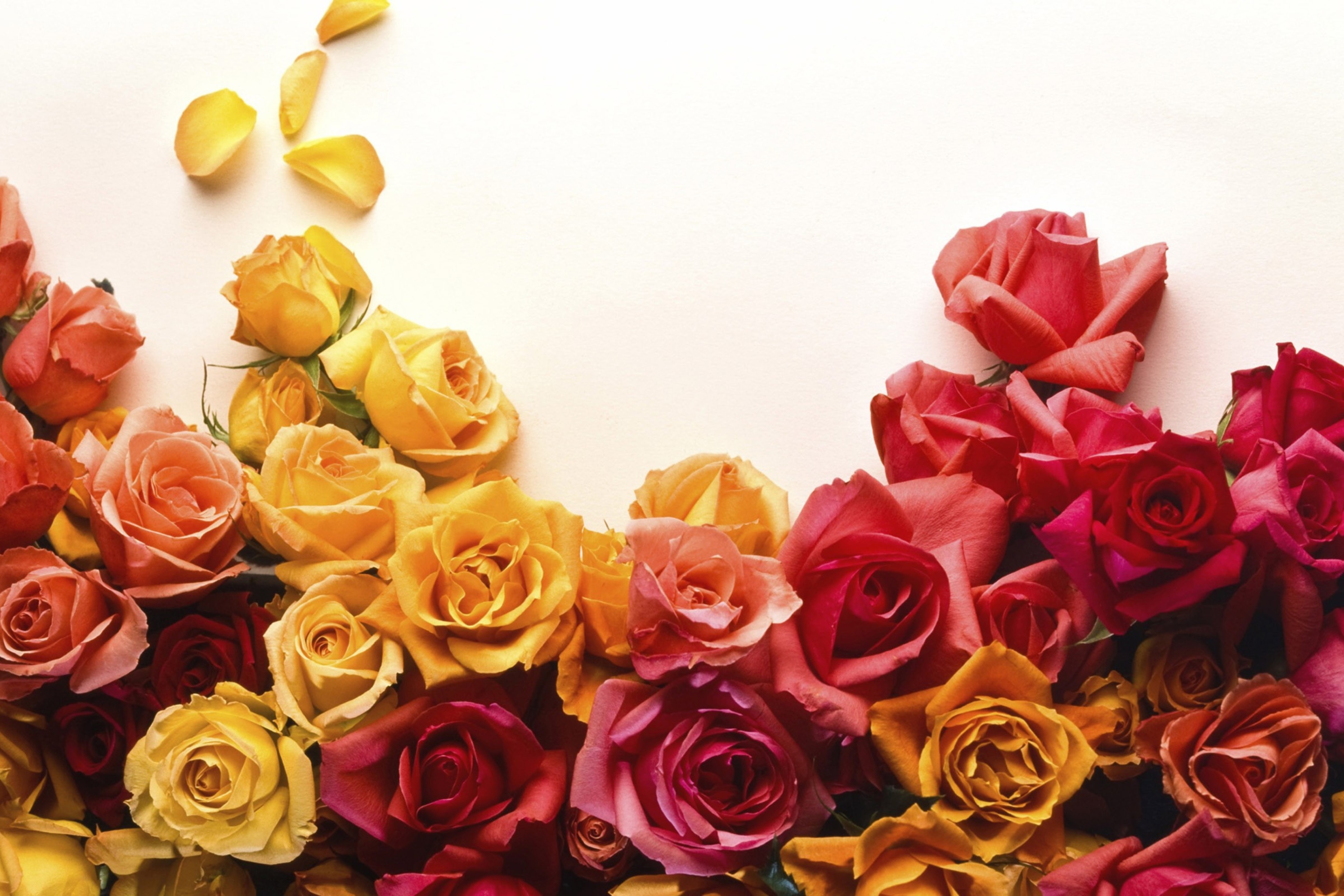 Screenshot №1 pro téma Colorful Roses 2880x1920