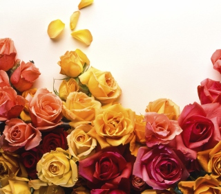 Kostenloses Colorful Roses Wallpaper für iPad