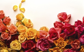 Colorful Roses - Fondos de pantalla gratis 
