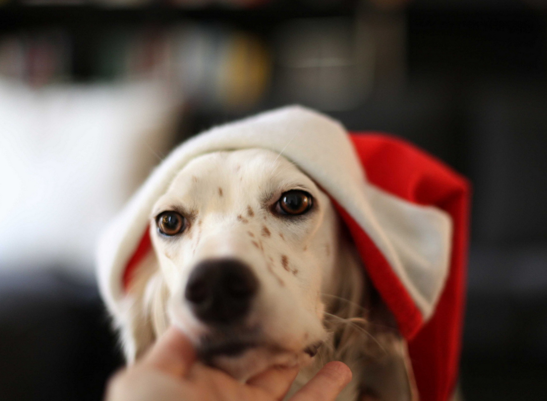Screenshot №1 pro téma Dog In Santa's Hat 1920x1408