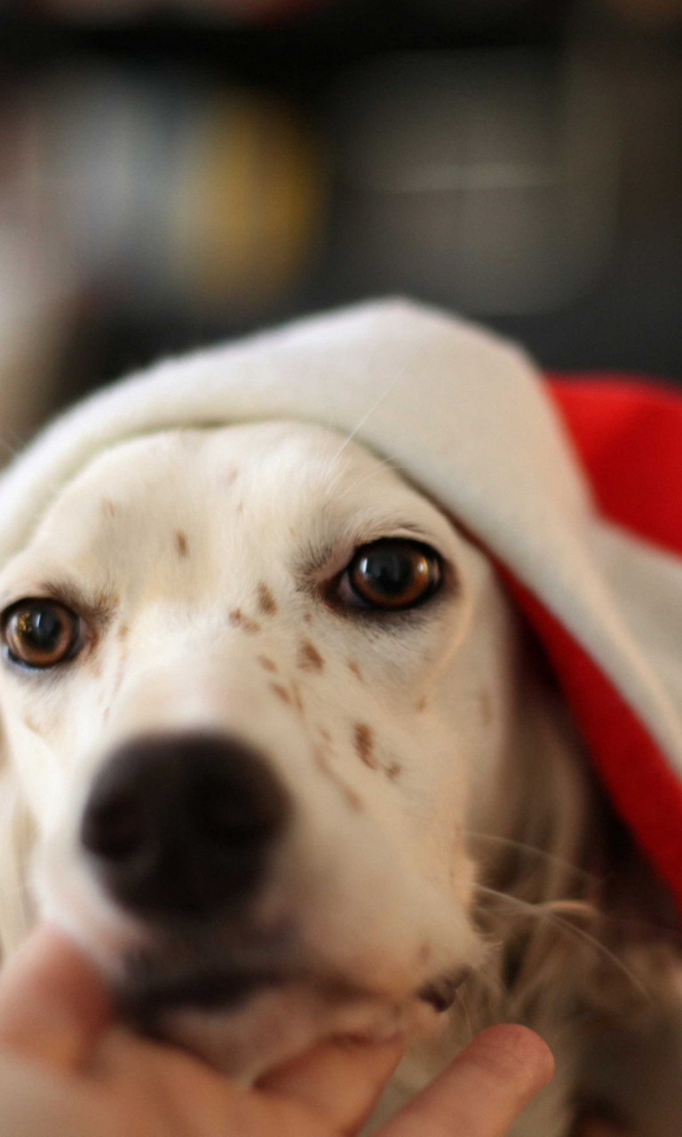 Sfondi Dog In Santa's Hat 768x1280