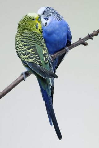 Screenshot №1 pro téma Kissing Parrots 320x480