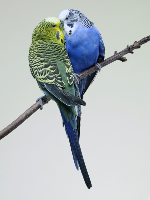 Обои Kissing Parrots 480x640