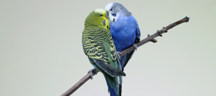 Kissing Parrots wallpaper 720x320