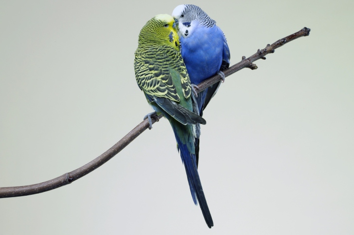 Kissing Parrots wallpaper