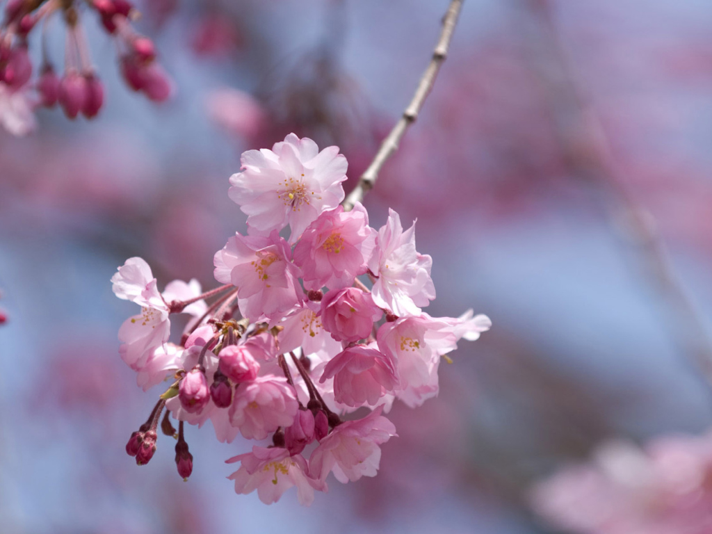 Обои Sakura Pink Flowers 1024x768