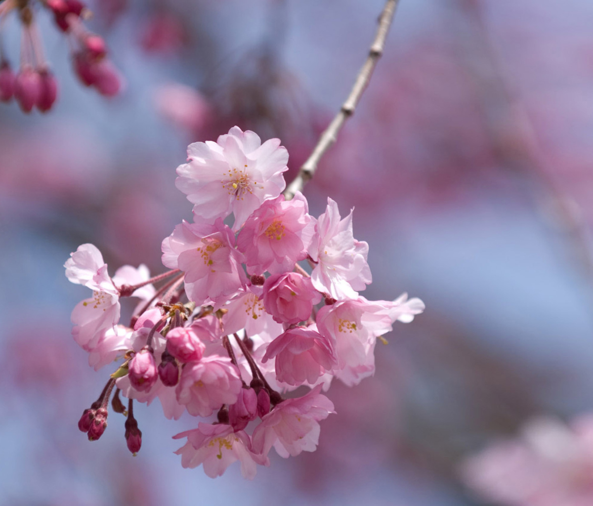 Sfondi Sakura Pink Flowers 1200x1024