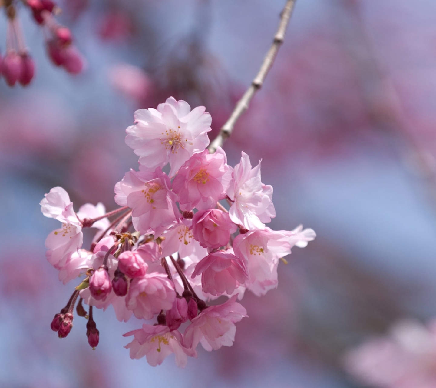 Screenshot №1 pro téma Sakura Pink Flowers 1440x1280