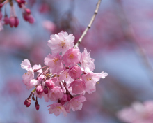 Screenshot №1 pro téma Sakura Pink Flowers 220x176