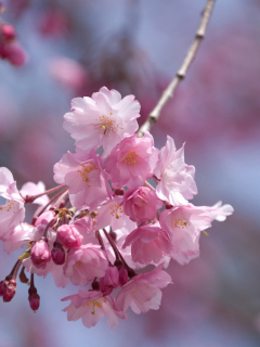 Screenshot №1 pro téma Sakura Pink Flowers 240x320