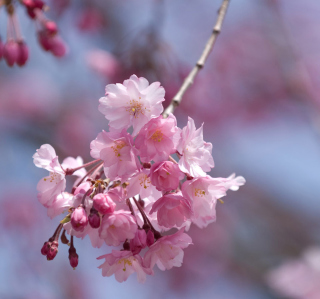 Kostenloses Sakura Pink Flowers Wallpaper für iPad mini