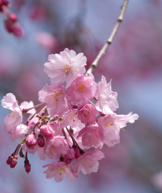 Sakura Pink Flowers - Obrázkek zdarma pro iPhone 5C