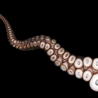 Octopus Tentacle - Obrázkek zdarma pro iPad mini