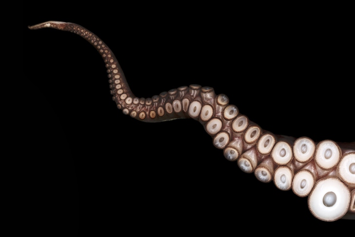 Sfondi Octopus Tentacle