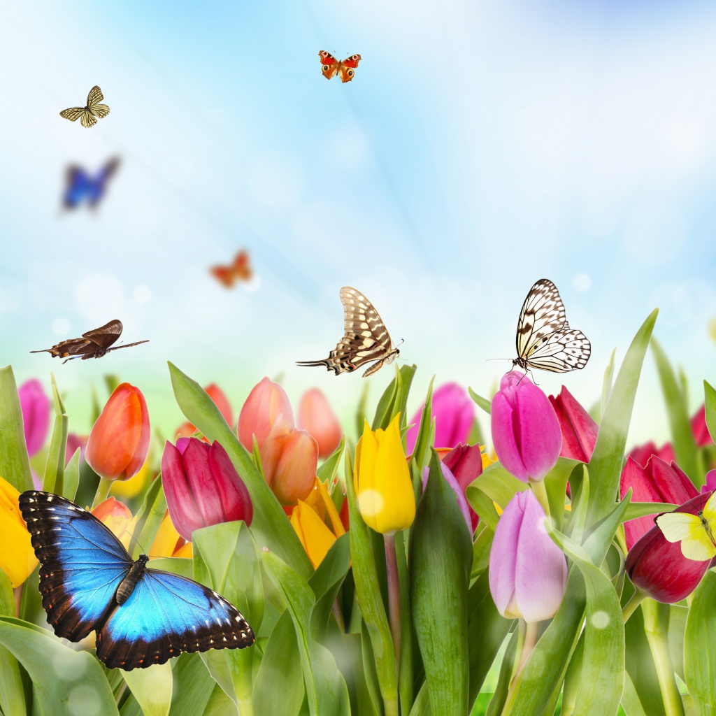 Обои Butterflies and Tulip Field 1024x1024