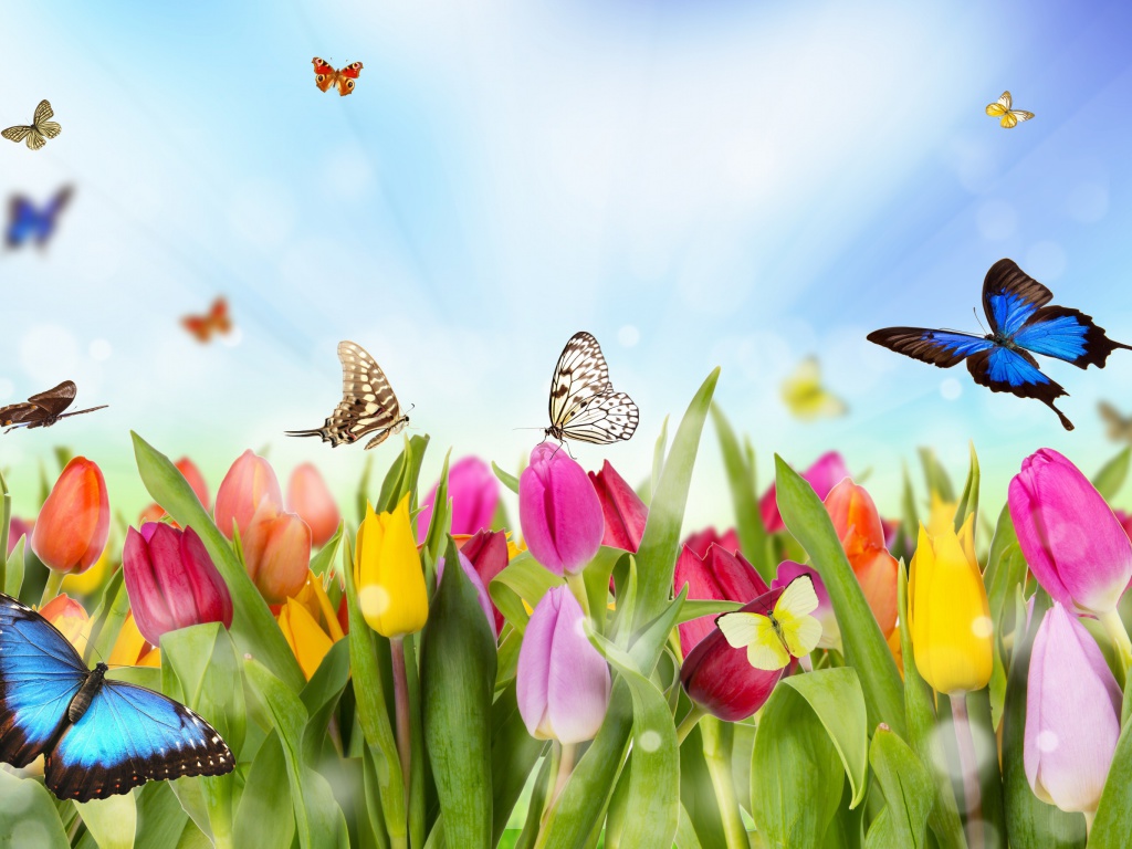 Butterflies and Tulip Field screenshot #1 1024x768
