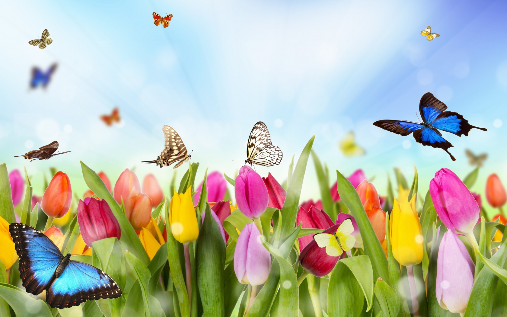 Das Butterflies and Tulip Field Wallpaper 1680x1050