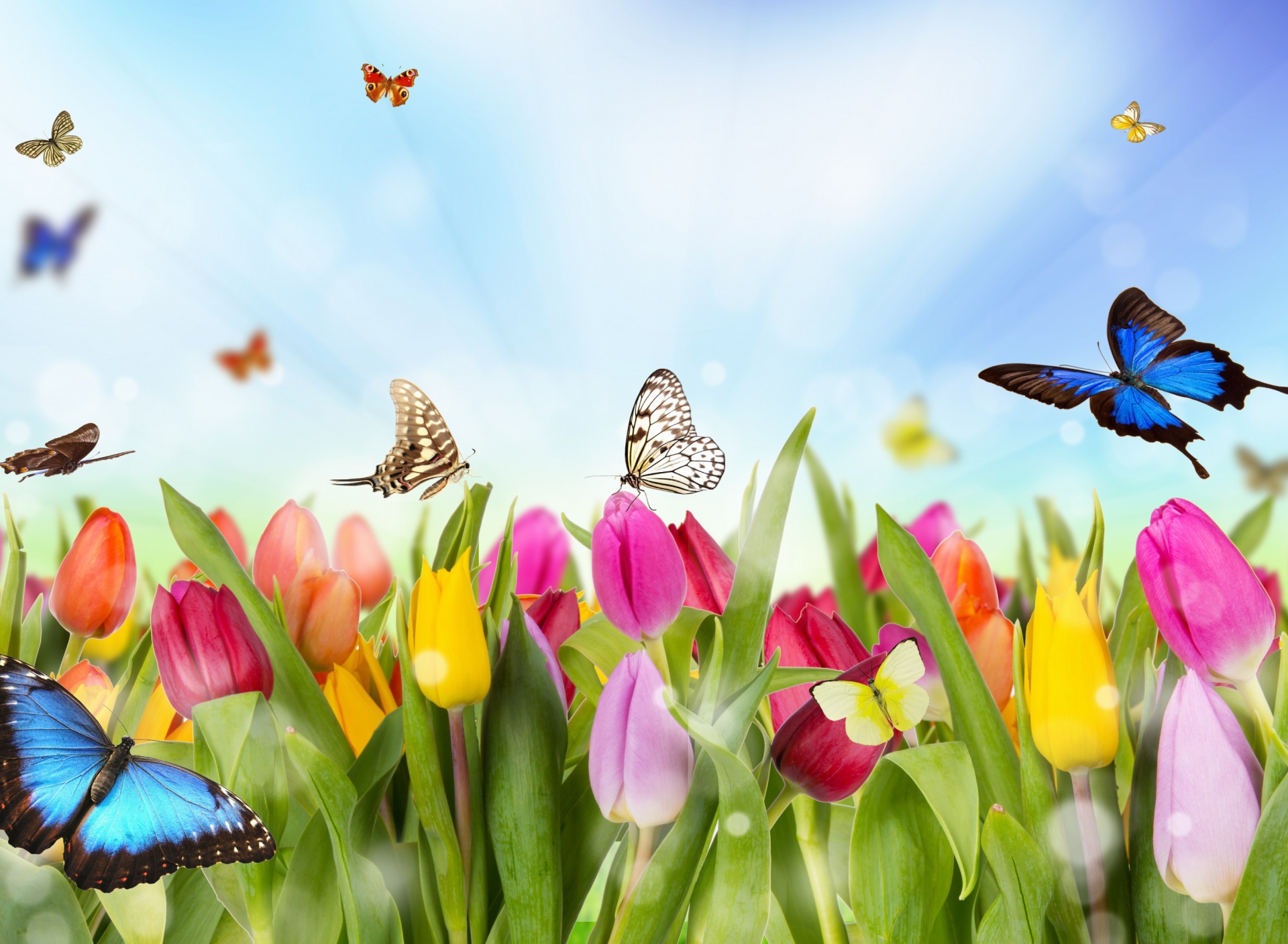 Обои Butterflies and Tulip Field 1920x1408