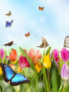 Обои Butterflies and Tulip Field 240x320